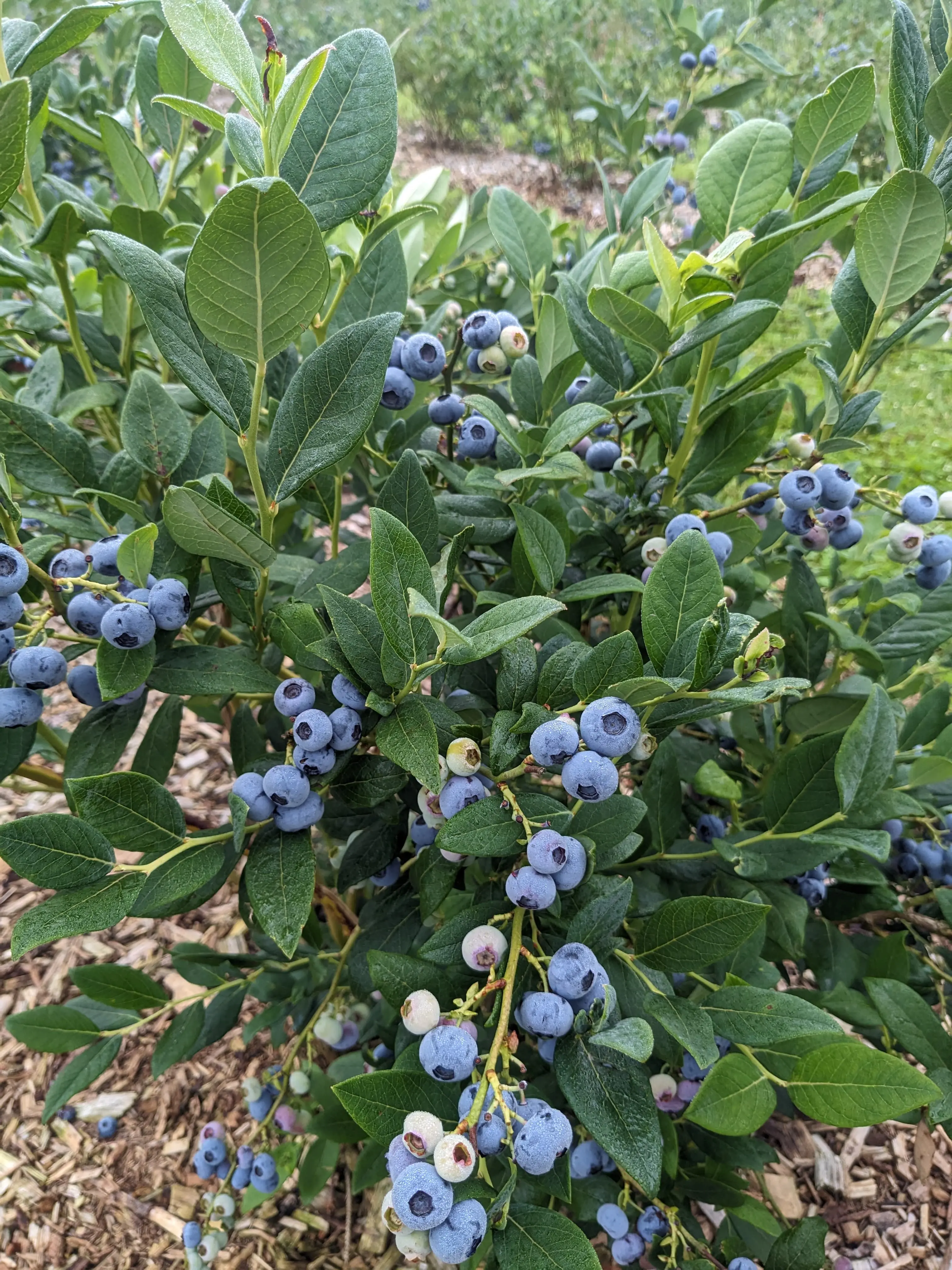 Blaubeeren Selbstpflücken